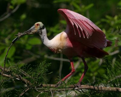 8312 Roseate Spoonbill