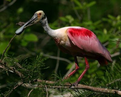 8314 Roseate Spoonbill