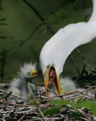 8378 Feeding (Close-up)