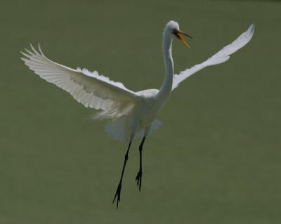 8543 Great Egret