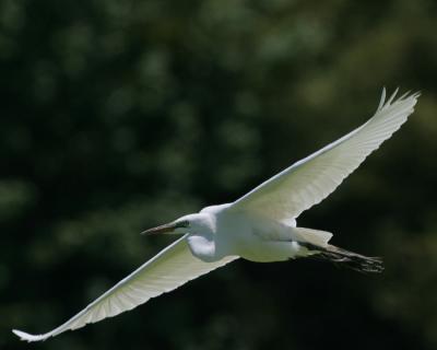 8710 Great Egret