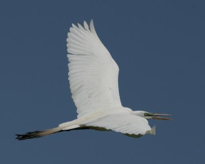 9081 Great Egret