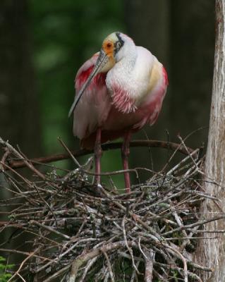 9156 Roseate Spoonbill