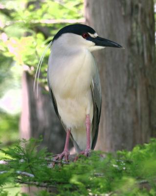 Black Crowned Night Heron