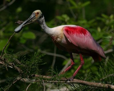 Roseate Spoonbills