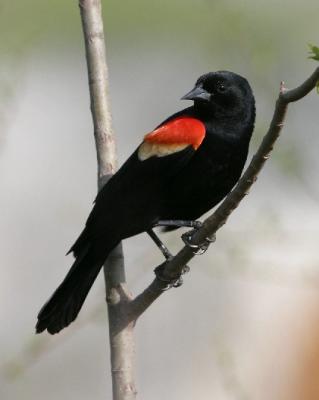 6273 Red-winged Blackbird (male)