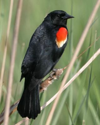 6377 Red-winged Blackbird (male)