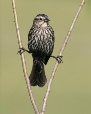 6397 Red-winged Blackbird (female)