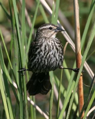 9619 Red-winged Blackbird (female)