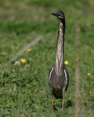 9622 Green Heron