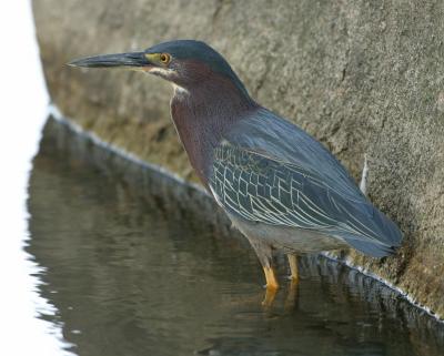 9759 Green Heron