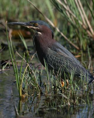 9794 Green Heron