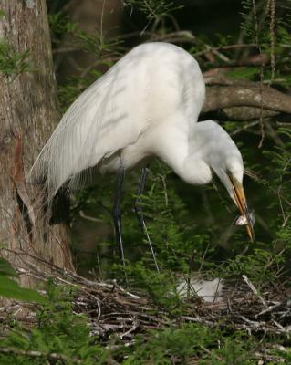 7450 Egret with fish
