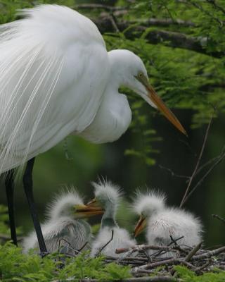 Egret Families