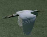 8554 Great Egret