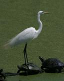 9031 Great Egret