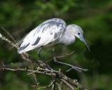 Little Blue Herons