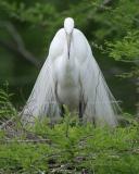Adult Egrets Only