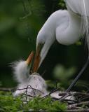 Egret Families