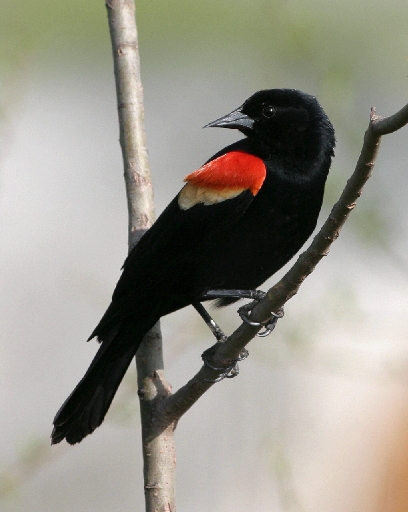 6274 Red-winged Blackbird (male)