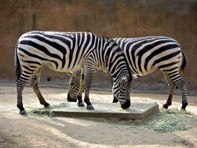 Grants Zebras w/ EXIF data