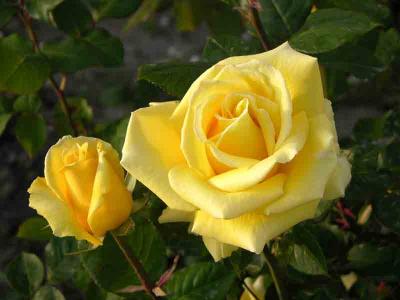 Pair of yellow roses