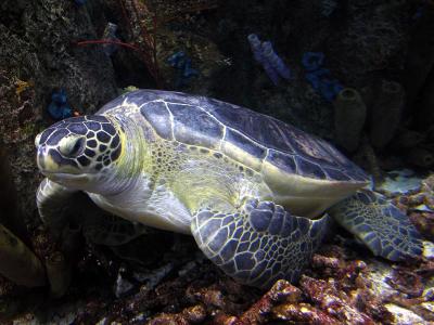 Large Green Sea Turtle