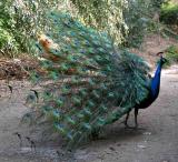 Peacock trying to swoon a female