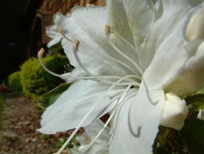 White flower