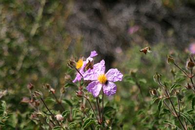 Lotem Flower & A Bee