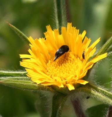 Insects On Flower