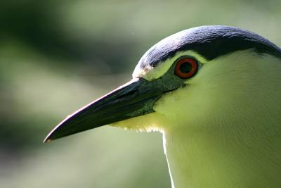 African Penguin