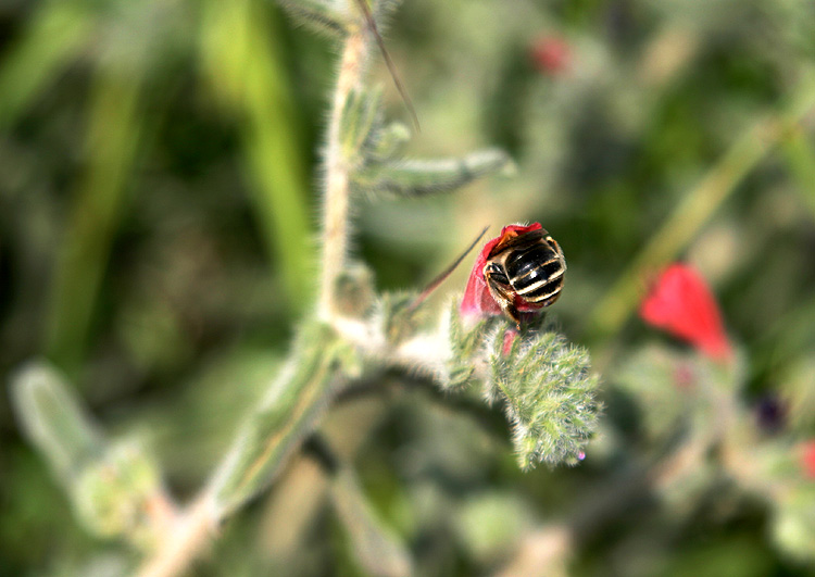 A Bee stuck In A Flower