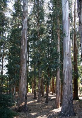 berkeleytrees.jpg