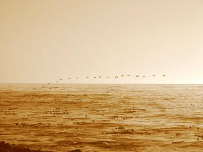 Birds at 7:09 pm, 17 mile drive, California