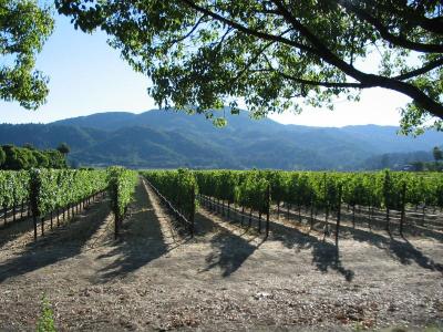 The wine flows..., Napa Valley, CA