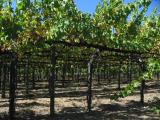 Vineyard, Napa Valley, CA