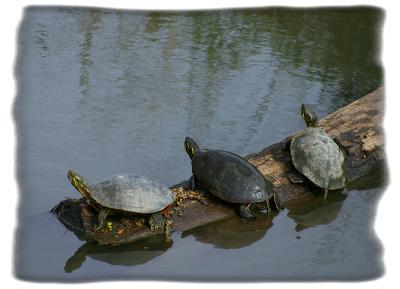 3turtles 4-04.jpg