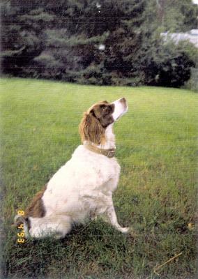Pepper