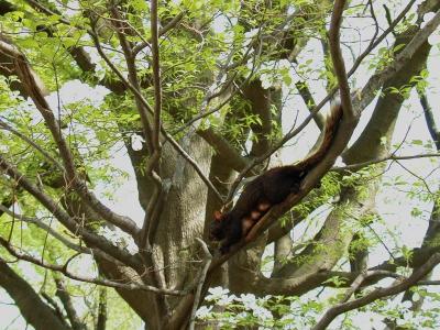 Black squirrel