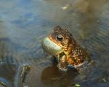 EDIT_DSC_5971_W_APR_BULLFROG.jpg