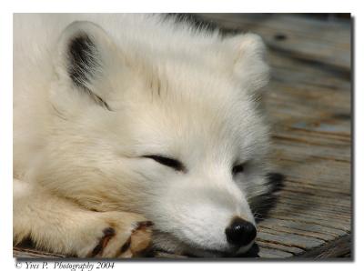 Foxy Lady ...  Sleepy ...
