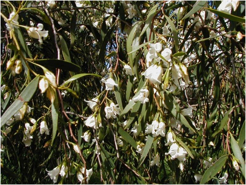 3 Eremophila