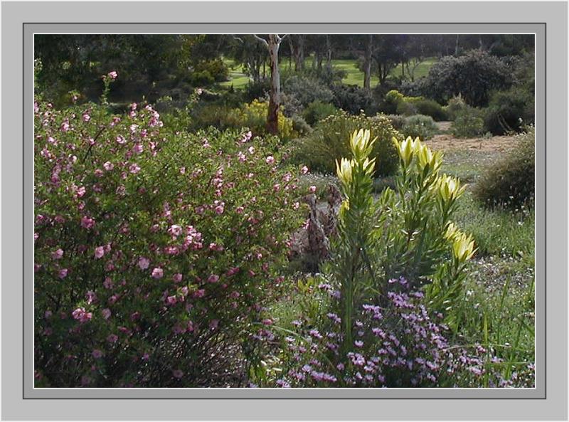 Yellow leucadendron