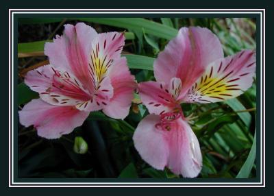 Alstroemeria