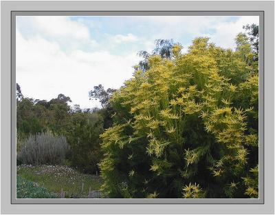 Leucadendron bush