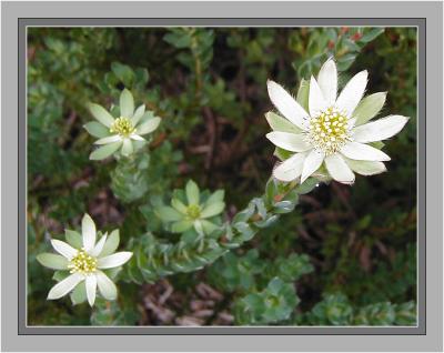 Leucadendron
