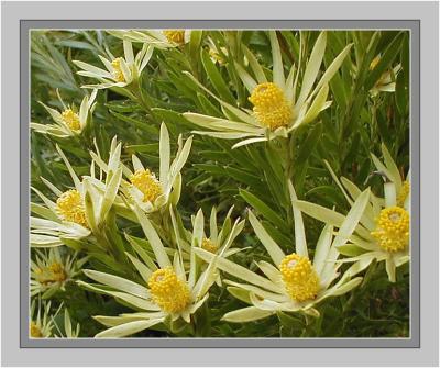 Leucadendron