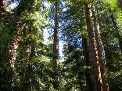 NoCal04.jpg