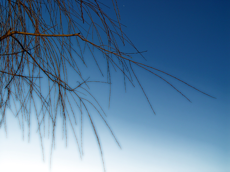 20050212 / Branches